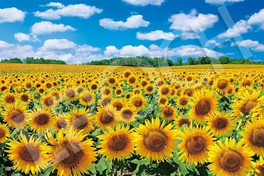 EPOCH 1000 Piece Jigsaw Puzzle Japanese Landscape - Sunflower Village Hokkaido (50x75cm) with glue, spatula, score ticket