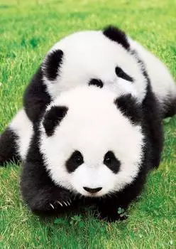 Epoch 108 Piece Jigsaw Puzzle Nakayoshi Panda (18.2x25.7cm)