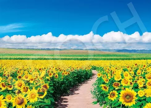 EPOCH 500 Piece Jigsaw Puzzle Sunflower Field Shining in the Blue Sky - Hokkaido (38x53cm) with glue, spatula, score ticket