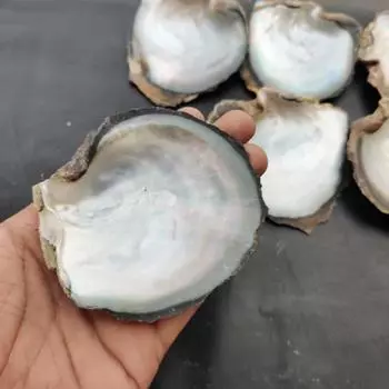 Естественный цвет радуги. Размер от 3 до 4 дюймов. Большая ракушка из волдыря реки Теннесси, ракушка радужного морского ушка, ракушка речного моря, ракушка из целебного жемчуга. 1 Piece Conch Shell