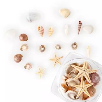 Exquisite Shell Conch Natural Shell Flat Bottom Conch Jewelry Accessories Micro Landscape DIY Nail Art Decoration 5 Boxes and stick
