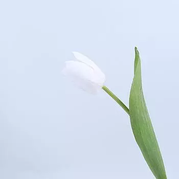 Faux Moisturizing Feel Tulipa Gesneriana Flower Bouquet For Decor Interior White