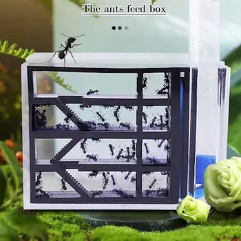 Ферма Среда обитания Акриловый Обучение Исследование Прозрачный Дом Гнездо для Украшения Настольный День защиты детей