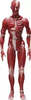 figma human body model painted movable figure F51042 non-scale ABS&PVC
