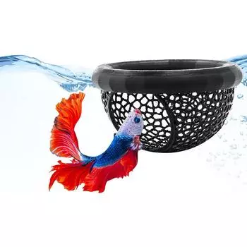 Fish Lounge Black Trumpet