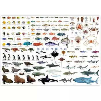 Fish Picture Book Children Poster The Access Aquarium Popular A1 Size