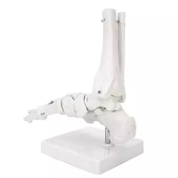 Foot Ankle Joint Model Demonstration Human Foot Teaching Model with Base