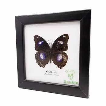 Framed Insect Specimen Butterfly Great Eggfly Great Eggfly (Male)