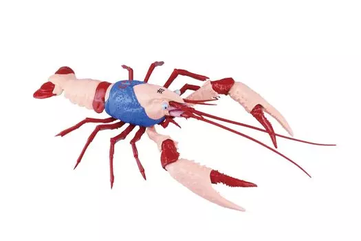 Free Research Series Kinnikuman Edition American Crawfish Kinnikuman Specification Plastic Model No.243