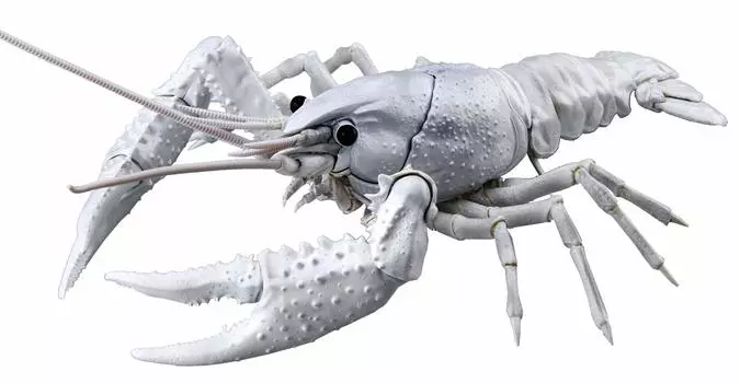 Fujimi Модель Бесплатная исследовательская серия Существа Американский рак Цветная пластиковая модель Бесплатная исследовательская № 24 EX-2 (белый) Немасштабный 24EX-2 белый