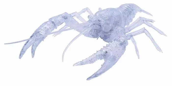 Fujimi Модель Free Research Series Существа American Crayfish Free Research No.24 EX-3 (прозрачный) 24EX-3 чистый