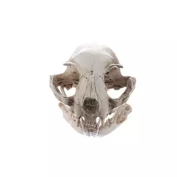Funny Halloween Cat Skull Model Scary Artificial Skull Head Animal Skull Ornament Haunted House 9cm