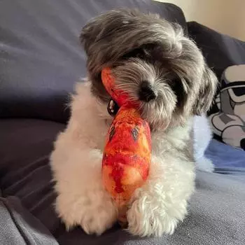 Funny Simulation Pet Dog Toys For Small Dogs Bite Resistant Squeaky Puppy Cat Toy Chew Dogs Toys Pets Products honden speelgoed Dog Toy-Cloth