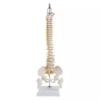 Гибкая человеческая позвоночная колонка, кривая поясничного отдела, анатомическая модель, анатомия позвоночника, медицинское обучение