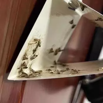 Главная Кухня и одежда Кладовая ловушки для моли с феромонами Prime Clothes Closet Moth Traps Magic Moth Catcher 1pcs