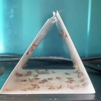 Главная Кухня и одежда Кладовая ловушки для моли с феромонами Prime Clothes Closet Moth Traps Magic Moth Catcher