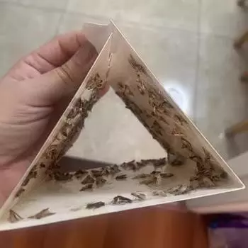 Главная Кухня и одежда Кладовая ловушки для моли с феромонами Prime Clothes Closet Moth Traps Magic Moth Catcher one size