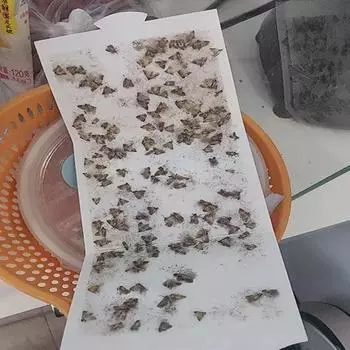 Главная Кухня и одежда Кладовая ловушки для моли с феромонами Prime Clothes Closet Moth Traps Magic Moth Catcher