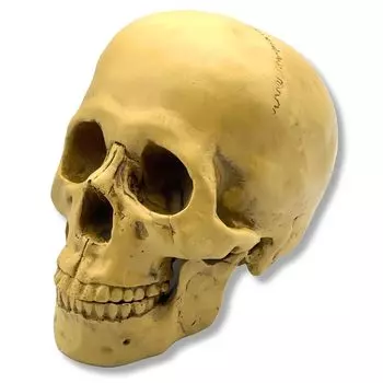 GlowBit Horror Halloween Decoration Human Body Model Prank Decoration Skull Peel Off Skeleton Bones Toy Doing House Dr. Skull белый
