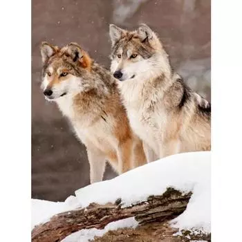 GLymg Diy рукоделие полная алмазная живопись вышивка крестиком дрель домашний декор изображение Full Round 20X30CM