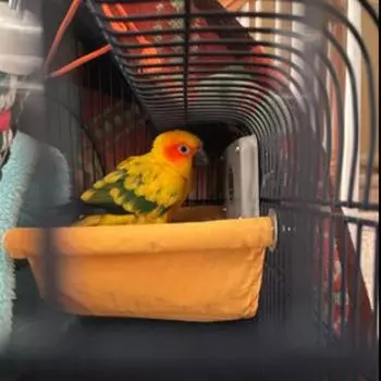 Гнездо для хомяка, теплый гамак, съемный гамак, подоконник, разноцветная подвесная колыбель для кошки small size жёлтый