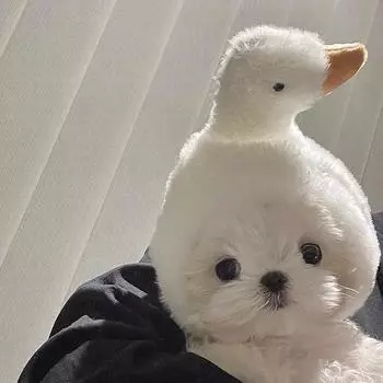 Голова куклы мальтийского большого белого гуся Snappers Жареная голова кошки Милая маленькая собака Забавный реквизит жёлтый