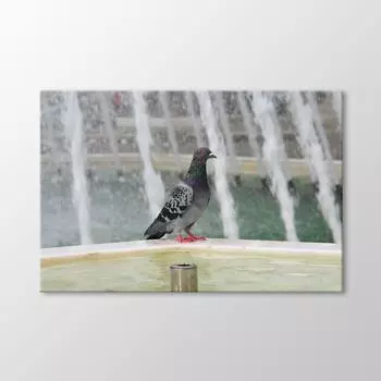 Голубиный стол