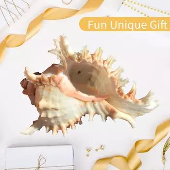 Горшки для растений из морской ракушки, натуральный держатель для воздушных раковин, морская ракушка для дисплея