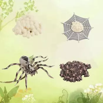 (H0826)Моделирование жизненного цикла членистоногих модели божьей коровки пчелы-паука