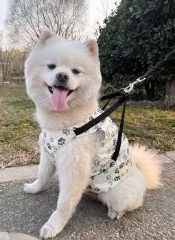 Hakona Dog Summer Cooling No Ice Heat Cool Cool Cooling Cooling Dog Heat Stroke Dog Bandana Pet Cooling Prevents Small Large Dogs Dog white Clothes, Slim,