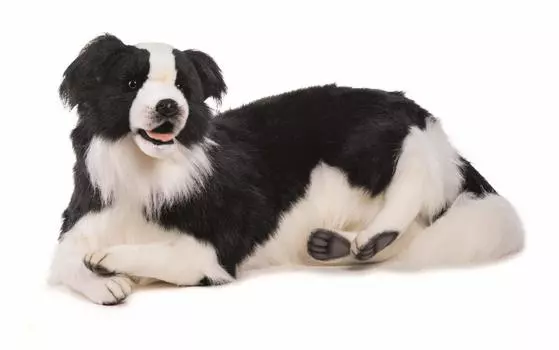 HANSA Бордер-колли см Акрил 84,99x40,01x32 № 4564