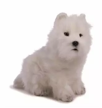 Ханса Вест Хайленд Терьер № 4127