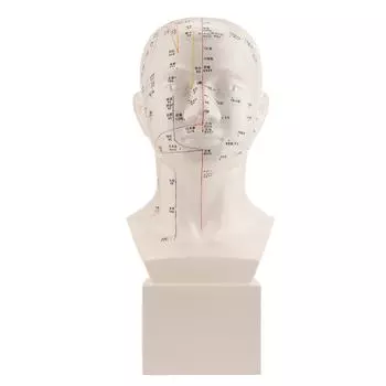 Head Acupuncture Model HD Standard Acupoint TCM Human Acupuncture Point Head Model Acupuncture