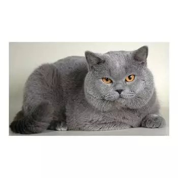 Huacan алмазная живопись вышивка крестиком толстый серый кот вышивка картина алмазная мозаика изображения 30*40 cm full round