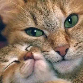 Huacan DIY Алмазная роспись двух котят 30X30см, полная дрель 30*30 cm