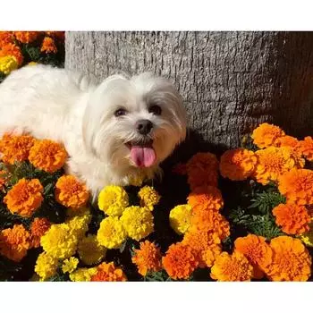 Huacan DIY полная дрель алмазная живопись вышивка крестом милая собака цветок горный хрусталь вышивка домашний мозаичный декор Full Square 20*20 cm