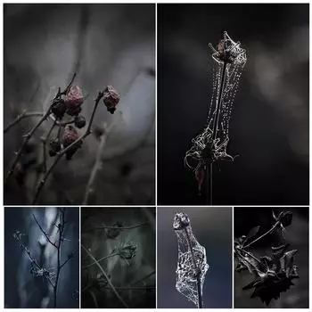 Художественные плакаты с изображением увядших цветов и растений, картин маслом, паутины и испорченных цветов на стенах кладбища 21cm30cm NoFrame