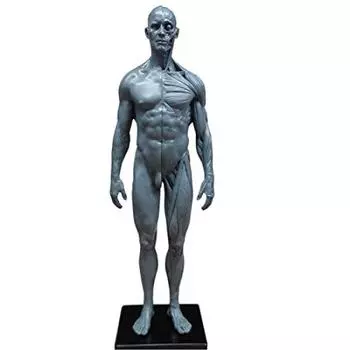 Human Body Model Muscle Model High Quality Anatomical Model 30cm Medical Model Human Anatomy Medical Education Orthopedics Male Female Male /