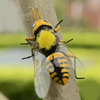 Игрушка для детей, разные стили Ladybird