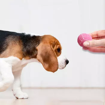 Игрушка для кошачьего мяча, волейбол, устойчивая к укусам домашних собак, игра, жевательные принадлежности для щенков