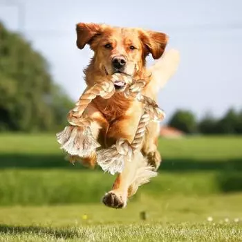 Игрушка-веревка для собак, агрессивная, жевательная игрушка с 5 хлопковыми узлами, натуральная хлопковая веревка, помощник по дрессировке собак хаки