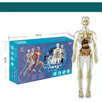 Игрушки для детей раннего возраста Исследуйте человеческое тело Биологическая наука Лаборатория Модель органа Кость Скелет Структура