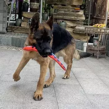 Игрушки-пищалки для собак, звуки в форме змеи, игрушки для чистки зубов, жевательные принадлежности для щенков, дрессировка интерактивных игрушек для собак, аксессуары