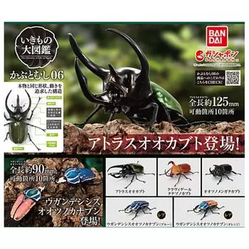 Illustrated encyclopedia of creatures Beetle 06 x all 5 types set full complete Gacha Gacha capsule toy