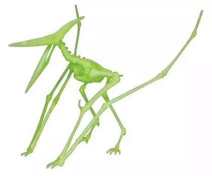 Image Mission Kikyousha Glow Dinosaur Skeleton Pterodactylus VT054