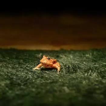 Имитация лягушки, черепахи, коврика, зеленого цвета, искусственного травяного коврика, микроландшафта, ящика для рептилий, украшения 22x14.5cm