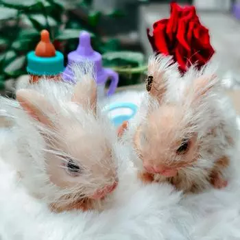 Имитация мини силиконовый кролик куклы младенца игрушка мягкий реалистичный милый мини реборн кролик новорожденный животное кукла игрушка подарок для детей Penguin suit