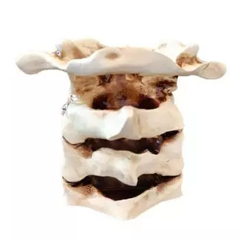 Имитация позвоночника, держатель для ручек, позвоночный столб, смола, канцелярские товары, подставка для карандашей, органайзер, контейнер, украшение для дома, офиса, рабочего стола белый