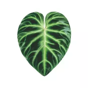 Имитация тропического листа, акриловая эпоксидная смола, зеленая табличка в виде листа, сделай сам, магнит на холодильник, держатель-подушка безопасности для мобильного телефона, аксессуары C