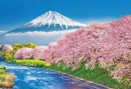 in Beverly 1000 piece jigsaw puzzle Fuji and Juni River cherry blossom trees x 72 [Made Japan] (49 cm) 1000-014